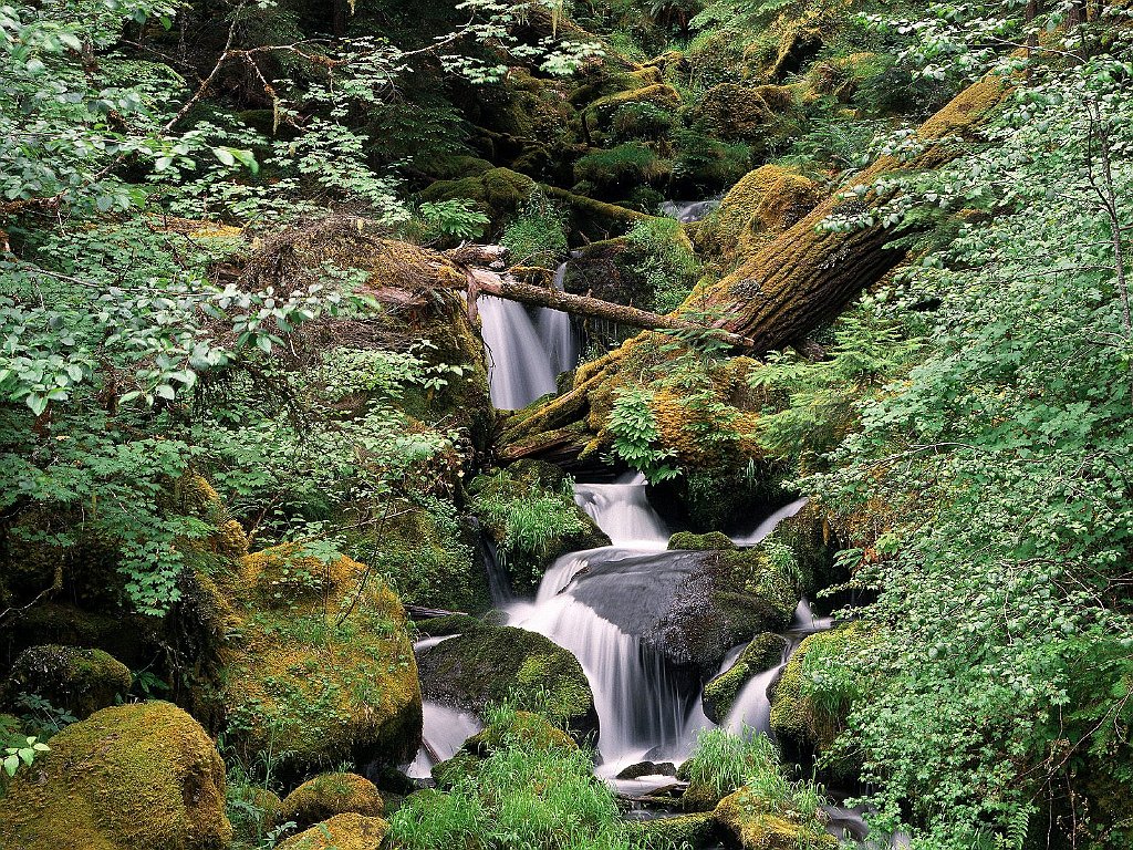 Watson Creek, Umpqua National Forest, Oregon